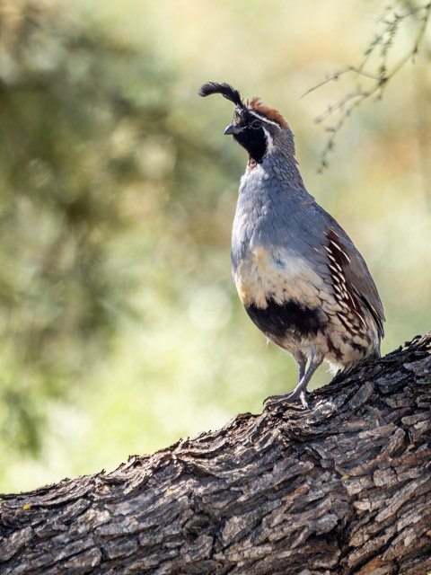 Gambel's Quail - ML613294264