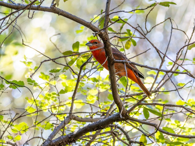 Hepatic Tanager - ML613294311