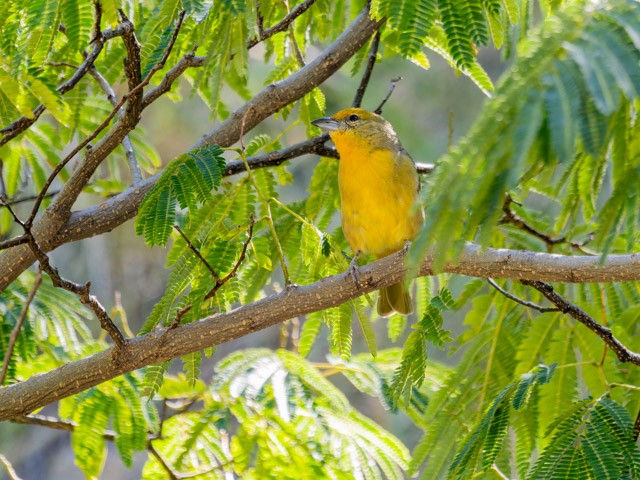Hepatic Tanager - ML613294312