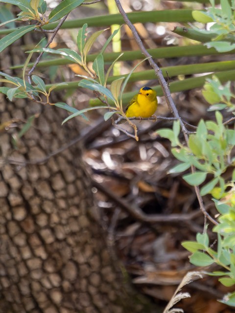 Wilson's Warbler - ML613294317