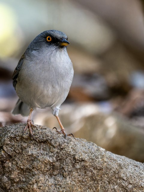 Yellow-eyed Junco - ML613294322
