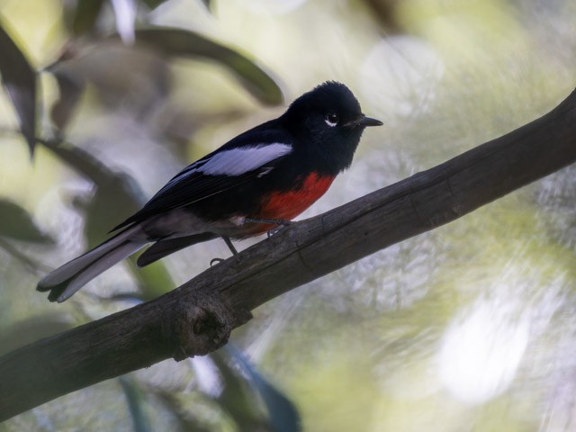 Painted Redstart - ML613294331