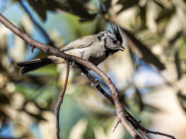 Bridled Titmouse - ML613294338