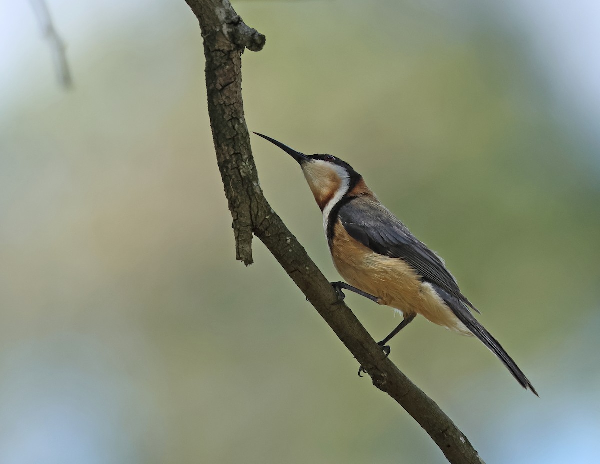 Eastern Spinebill - ML613294343