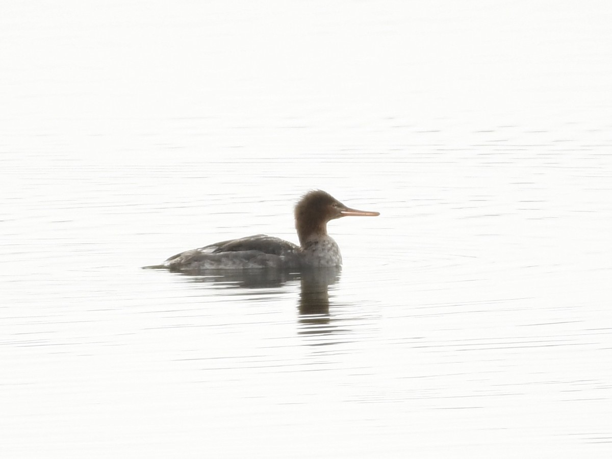 Red-breasted Merganser - ML613294351