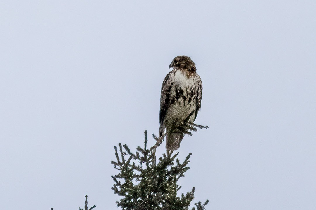 Red-tailed Hawk - ML613294360