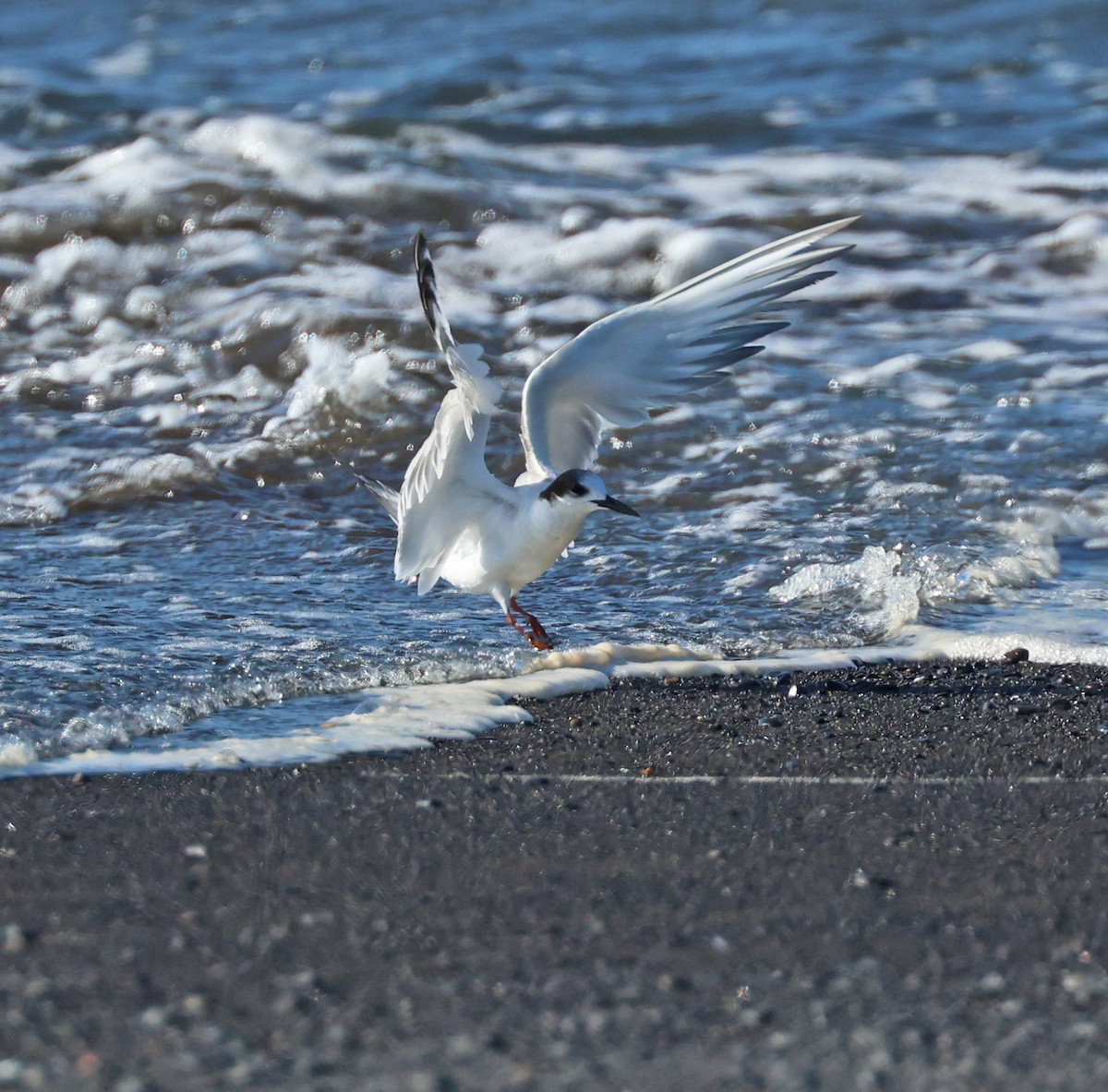 Common Tern - Tina Van Dusen