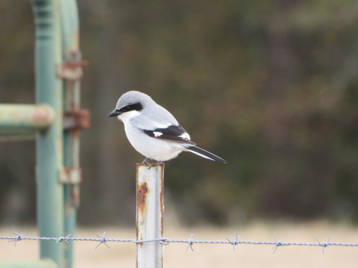 Loggerhead Shrike - Joel Jacobson