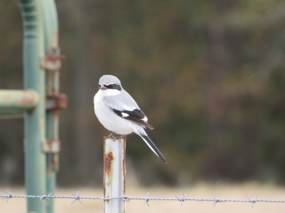 Loggerhead Shrike - ML613294430