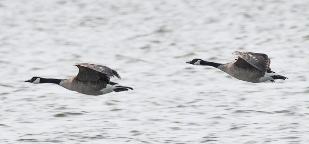 Canada Goose - ML613294438