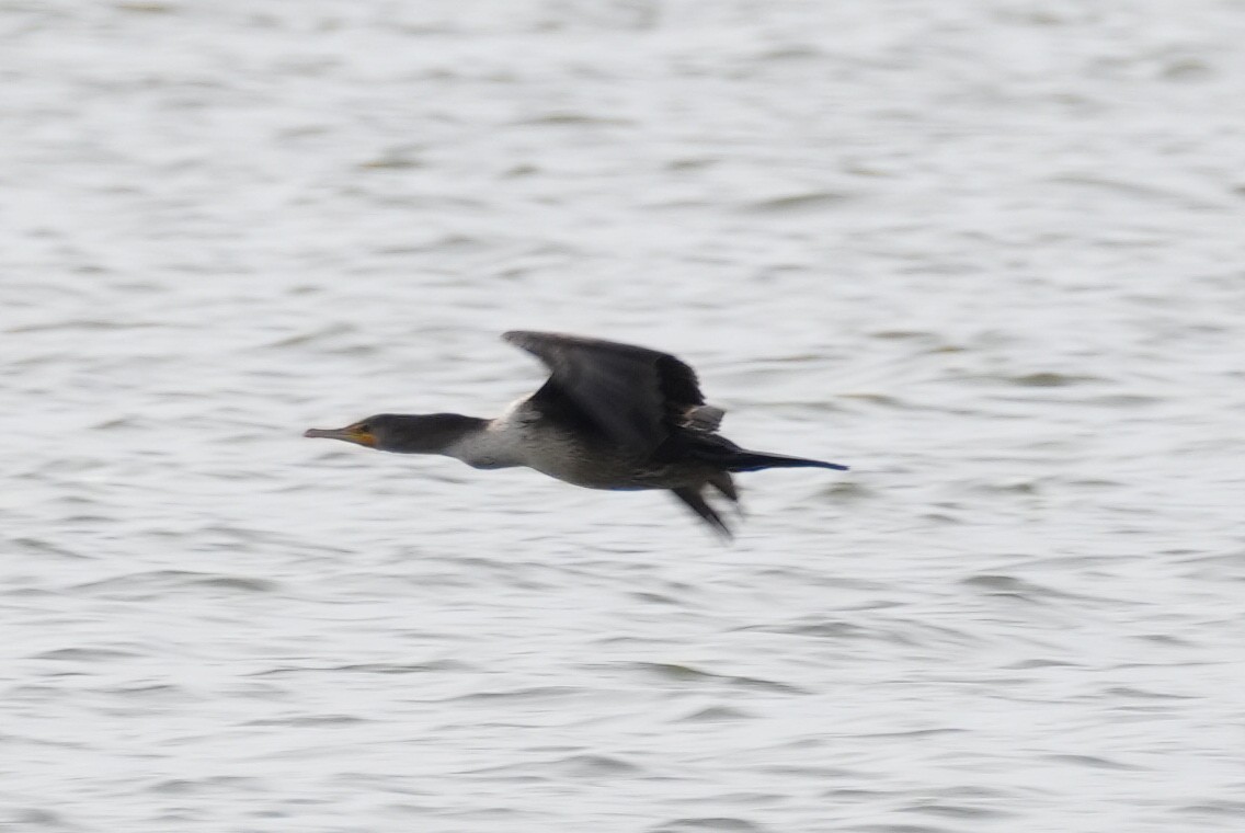 Double-crested Cormorant - ML613294457