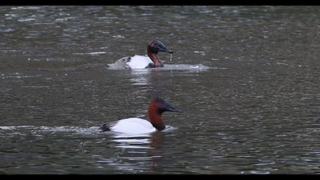 Canvasback - ML613294488