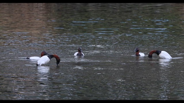 Canvasback - ML613294489