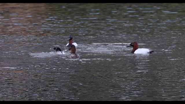 Canvasback - ML613294493