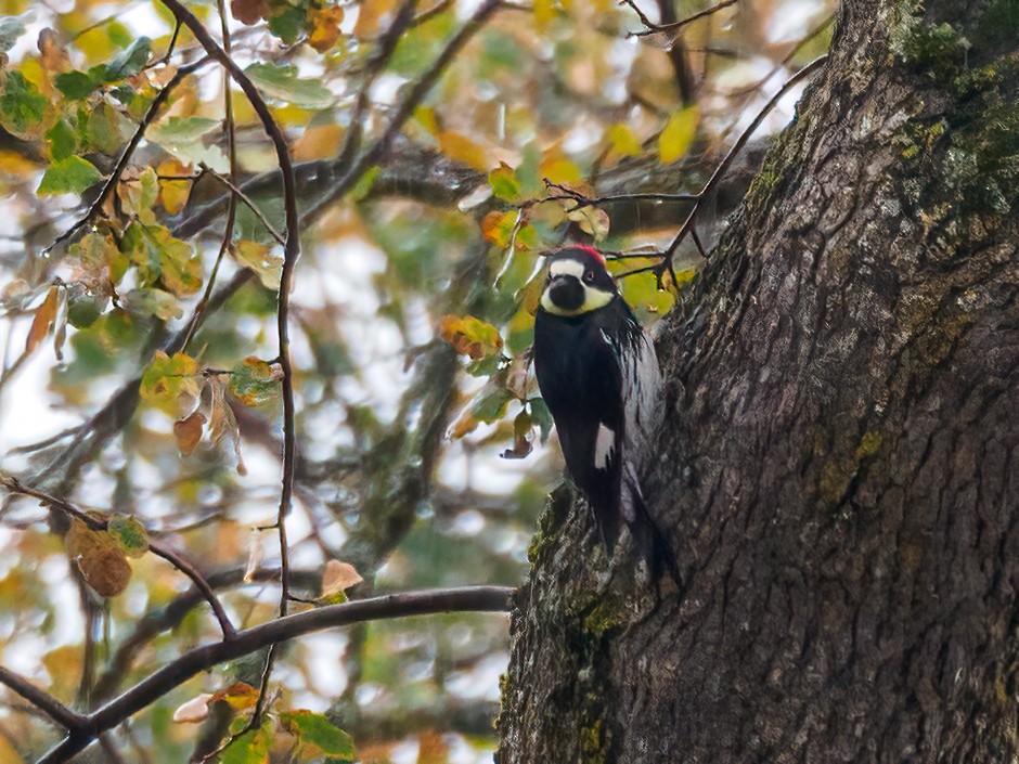 Acorn Woodpecker - Abe Villanueva