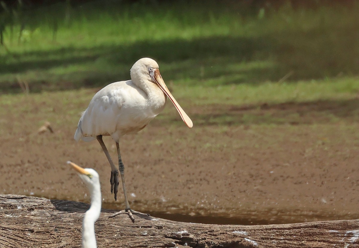 Yellow-billed Spoonbill - ML613294498