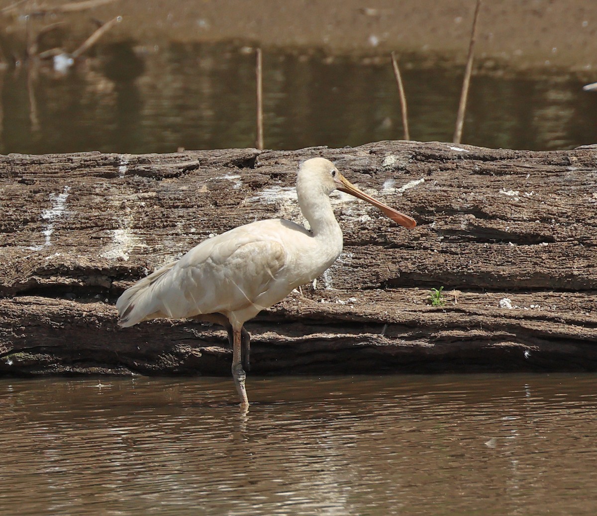 Yellow-billed Spoonbill - ML613294501