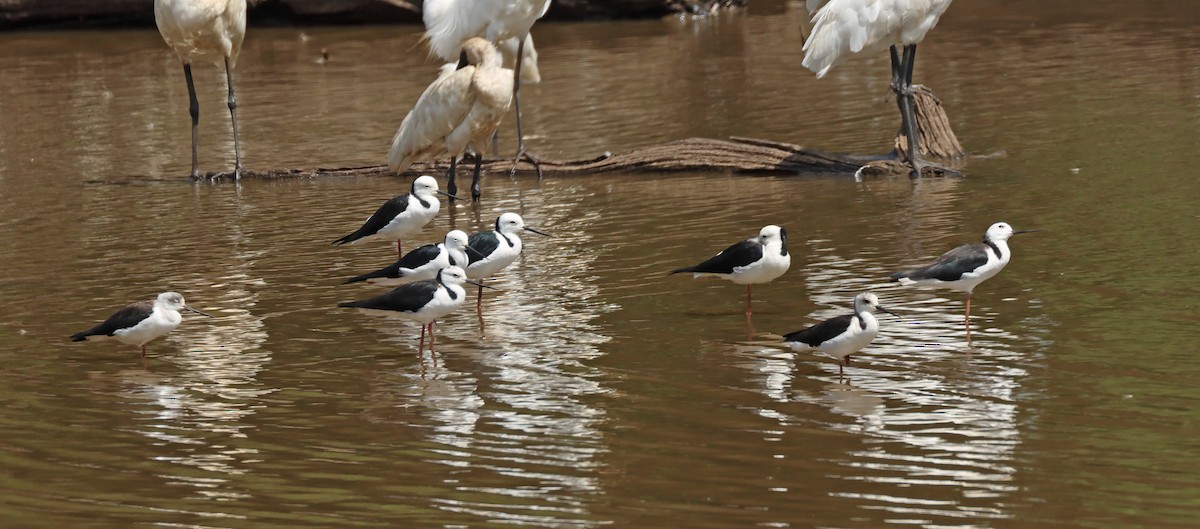 Pied Stilt - ML613294511