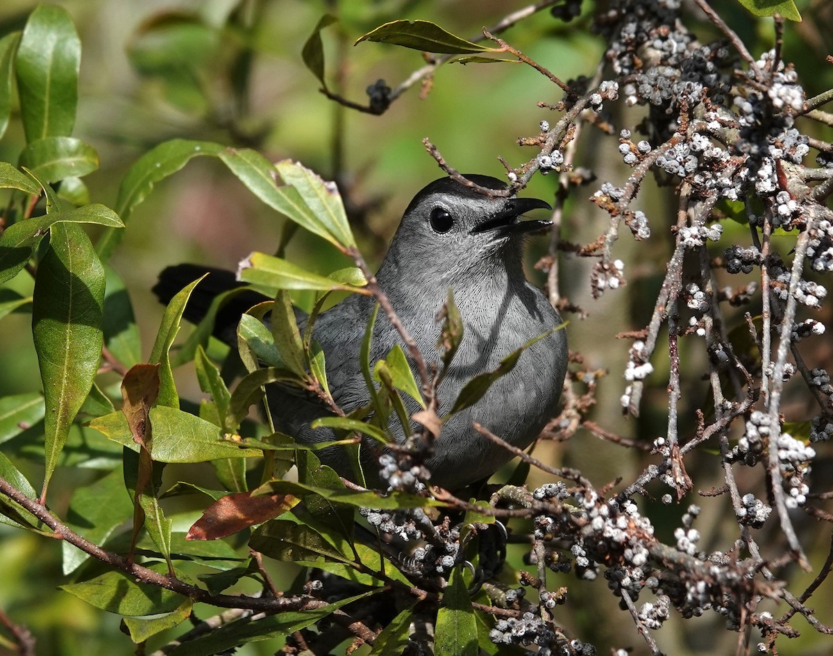 Gray Catbird - ML613294690