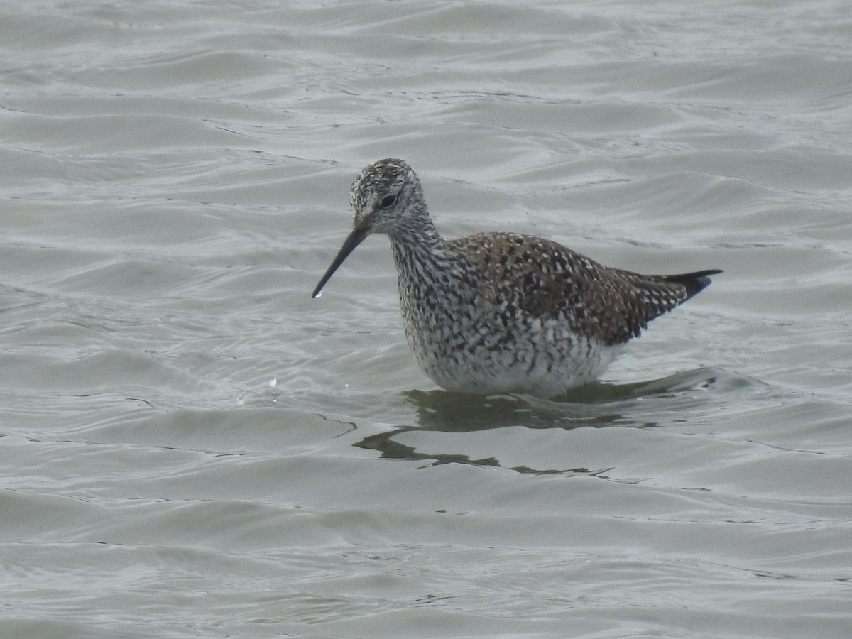 Lesser Yellowlegs - ML613294744