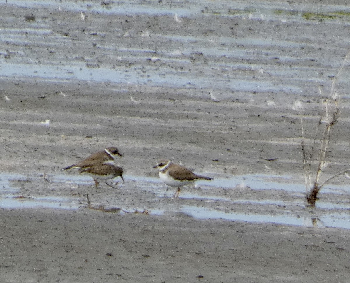 Semipalmated Plover - ML613294826