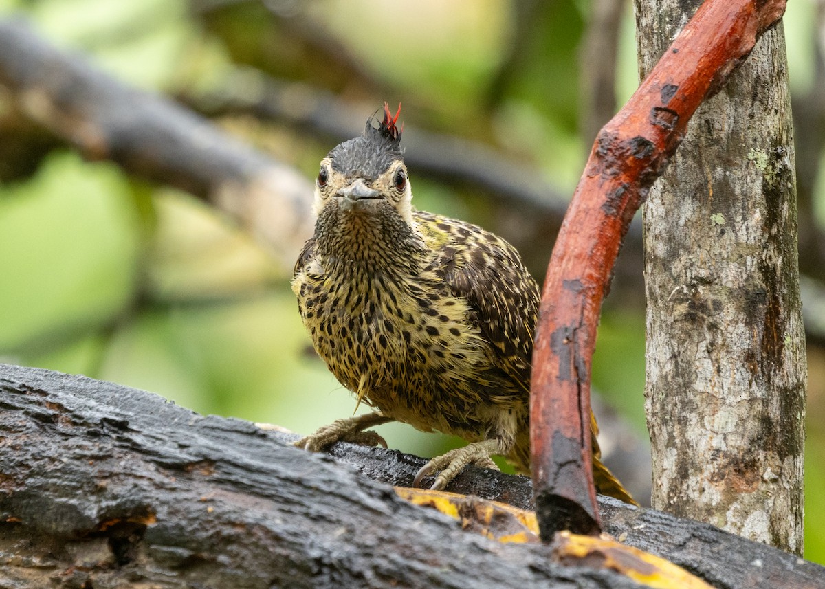 Green-barred Woodpecker (Green-barred) - ML613294854