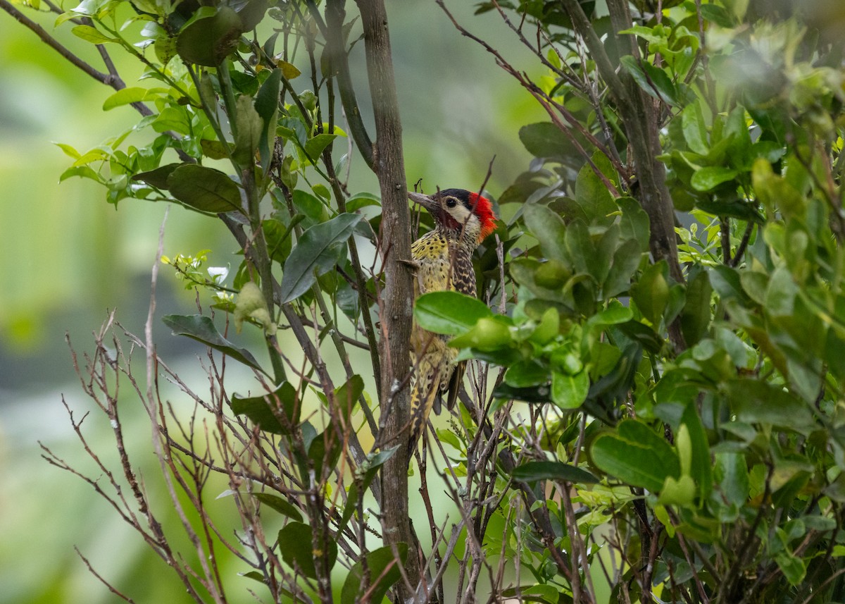 Pic vert et noir (melanochloros/nattereri) - ML613294870