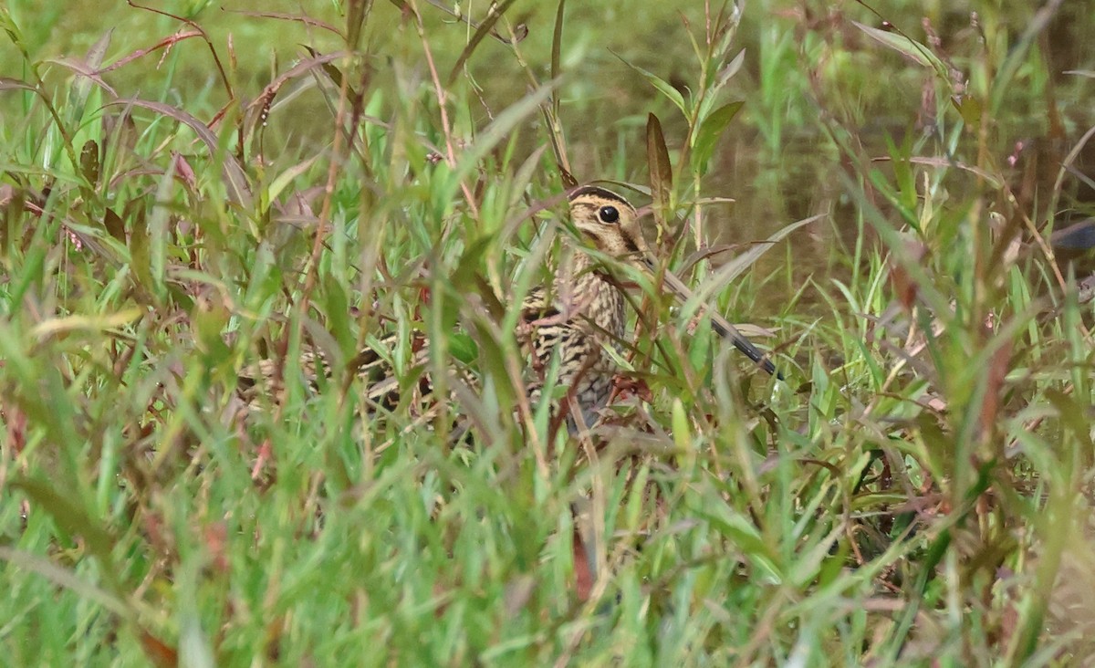 Latham's Snipe - Dave Bakewell