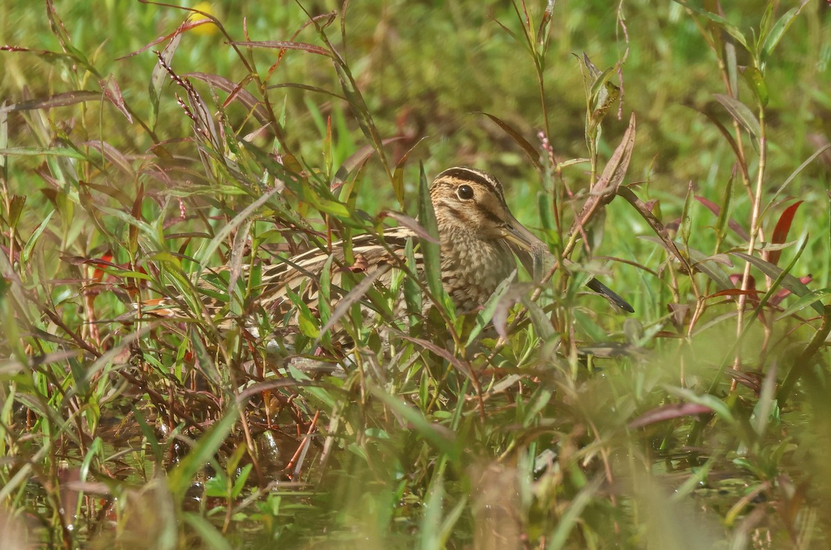 Latham's Snipe - Dave Bakewell