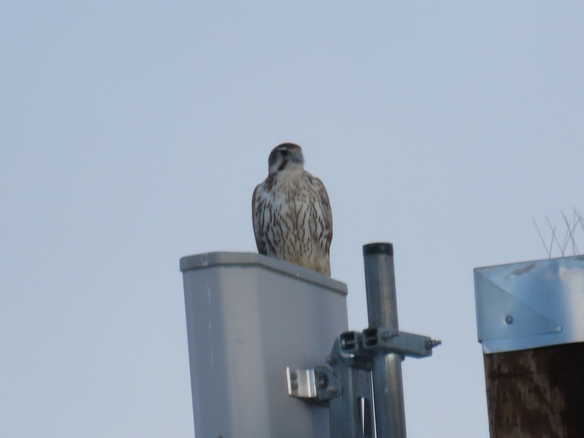 Prairie Falcon - ML613294912