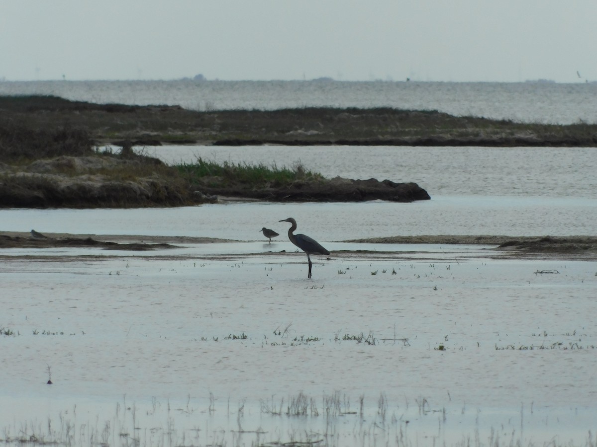 Reddish Egret - ML613294916