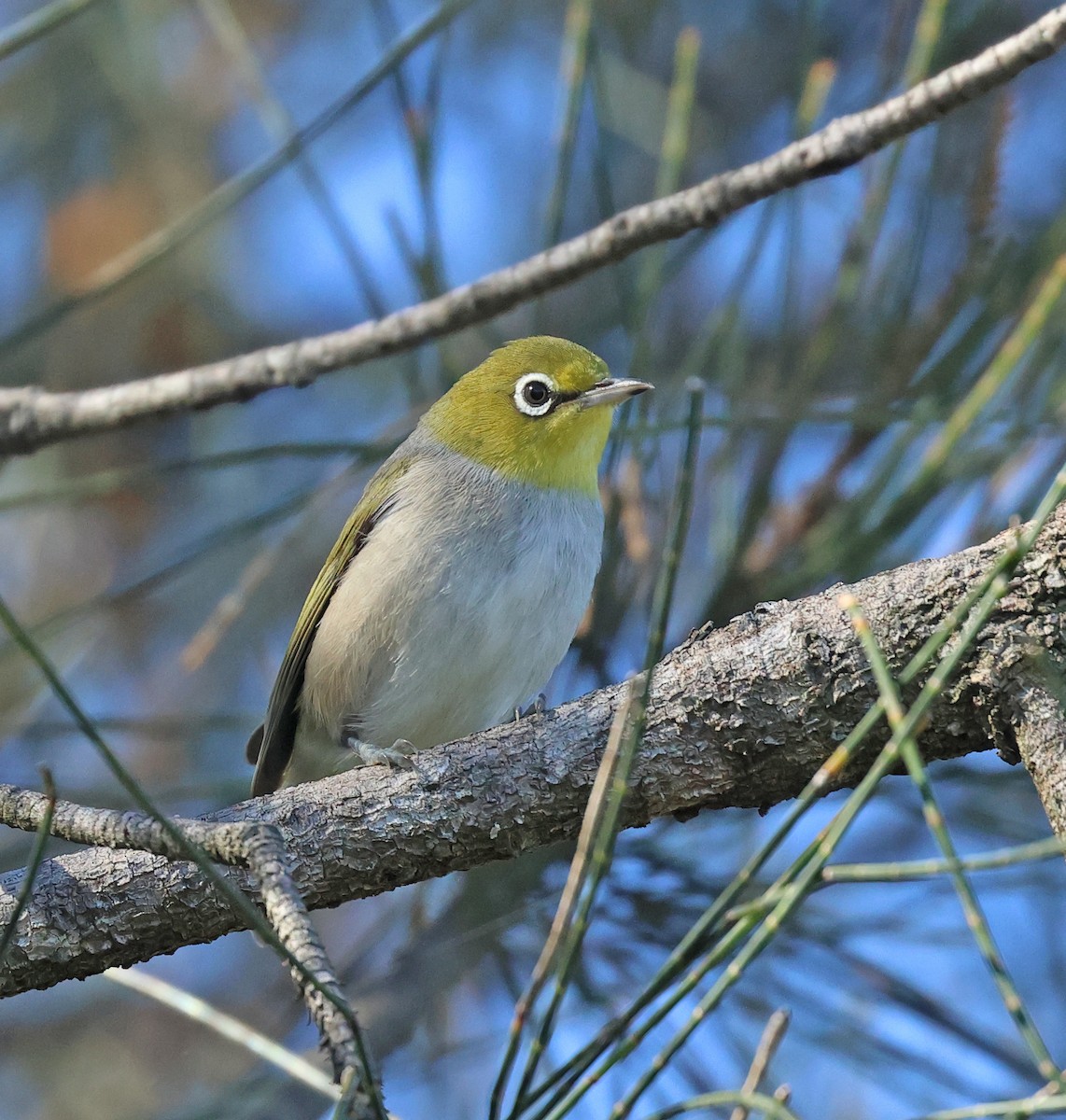 Graumantel-Brillenvogel - ML613294921