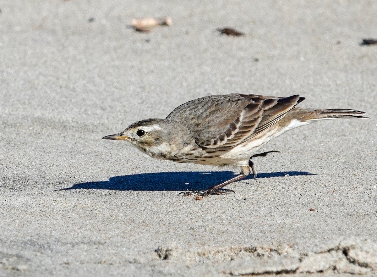 Pipit d'Amérique - ML613294964