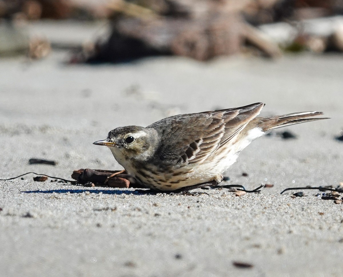 American Pipit - ML613294965