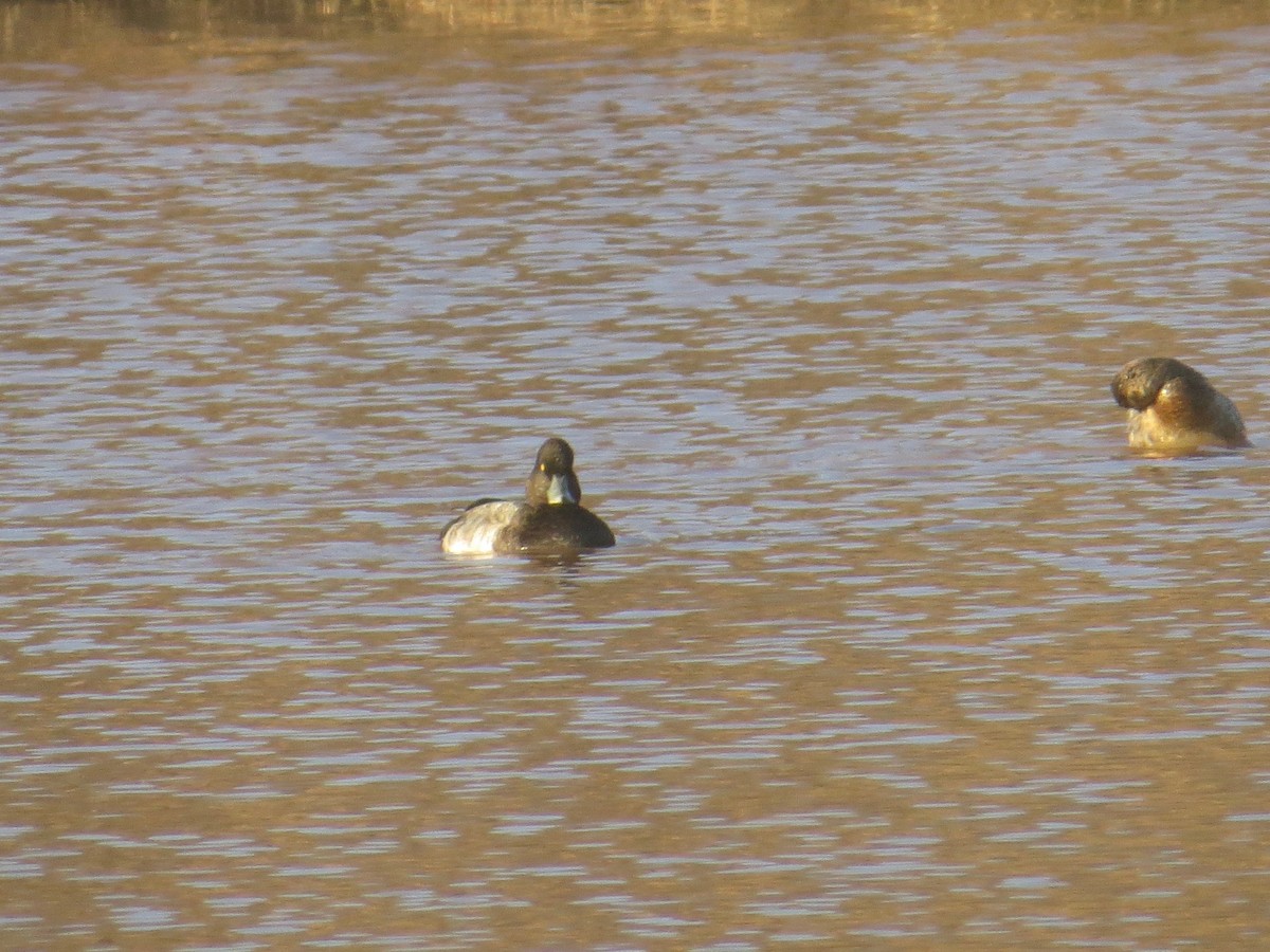 Lesser Scaup - Mark Kosiewski