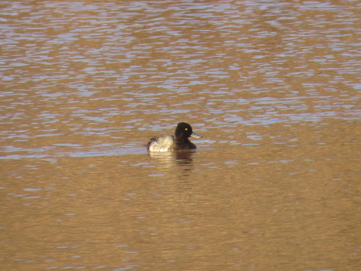 Lesser Scaup - Mark Kosiewski