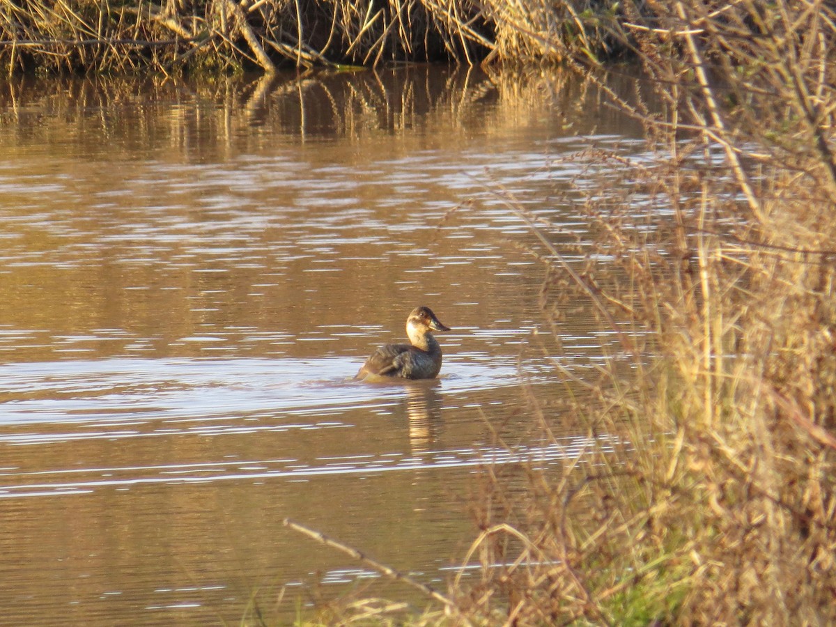 Ruddy Duck - ML613294998