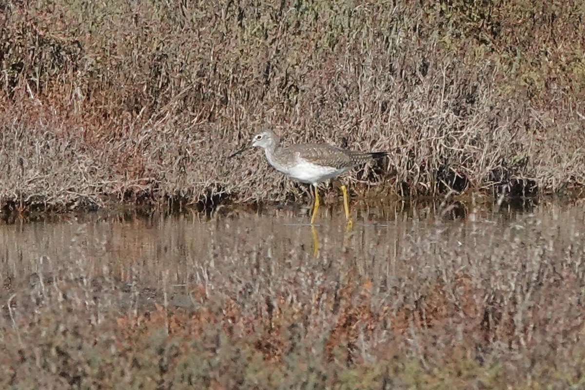 ביצנית עקודה - ML613295013