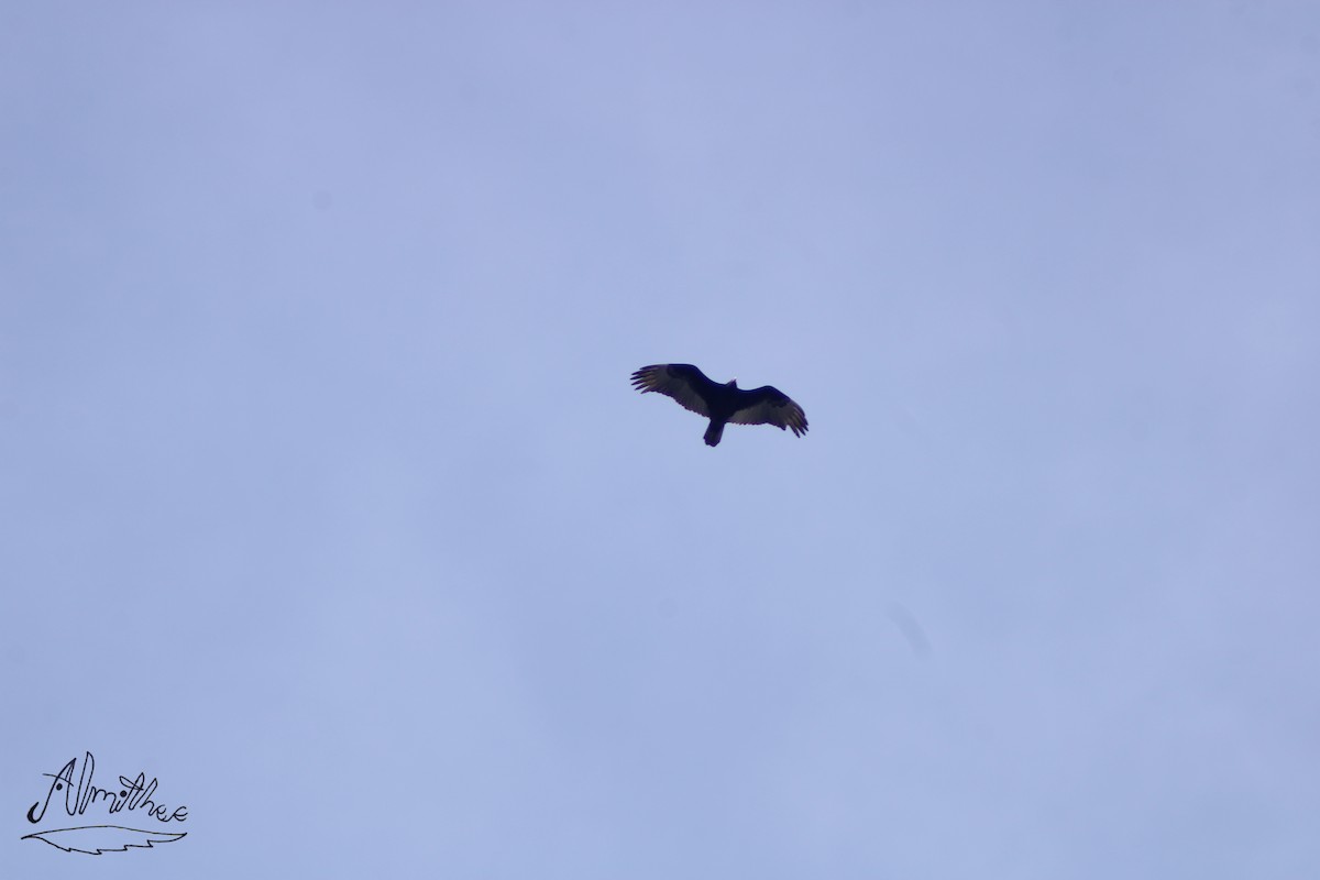 Turkey Vulture - ML613295014