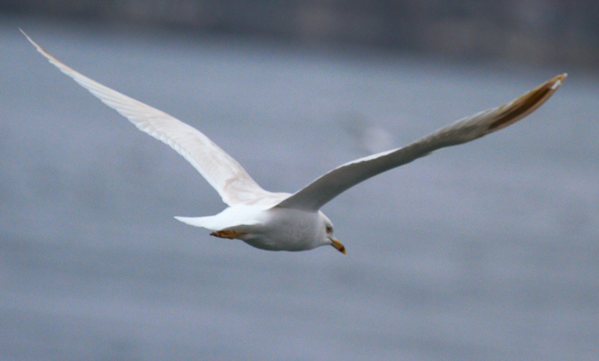 Ring-billed Gull - ML613295036