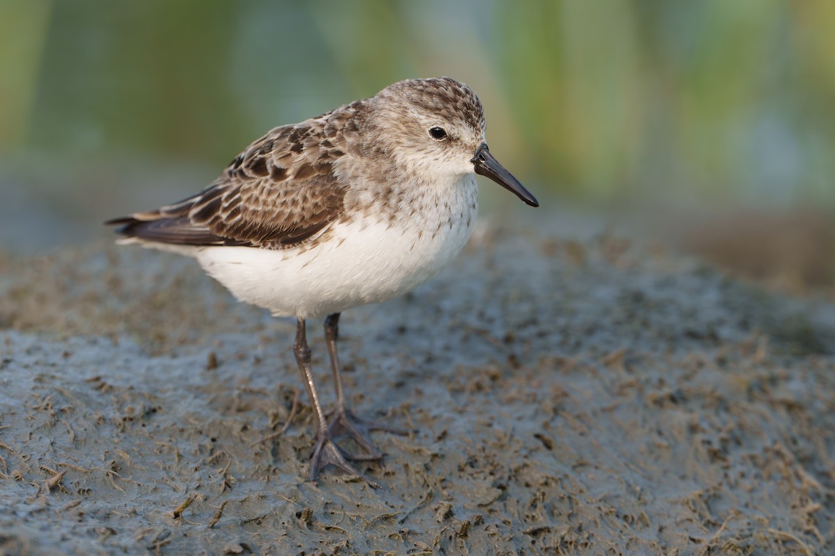 Semipalmated Sandpiper - Austin Groff