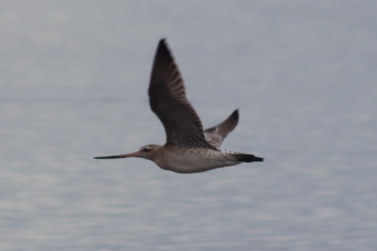 Bar-tailed Godwit - ML613295061