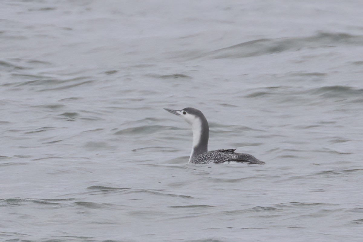 Red-throated Loon - ML613295192