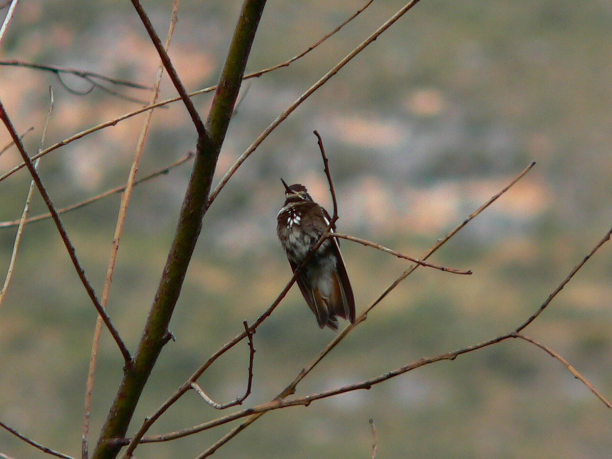 kolibřík maraňónský - ML613295248