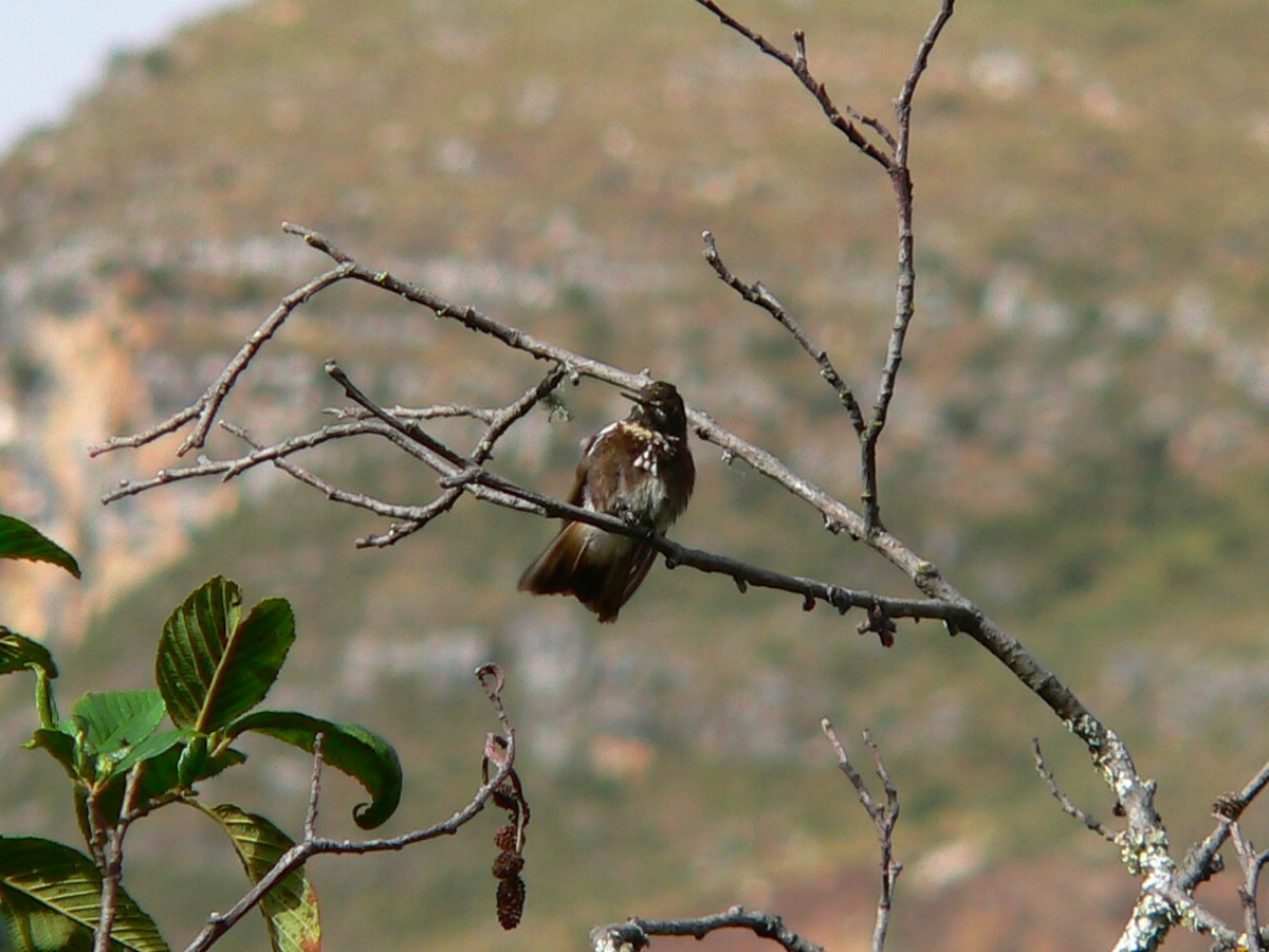kolibřík maraňónský - ML613295249