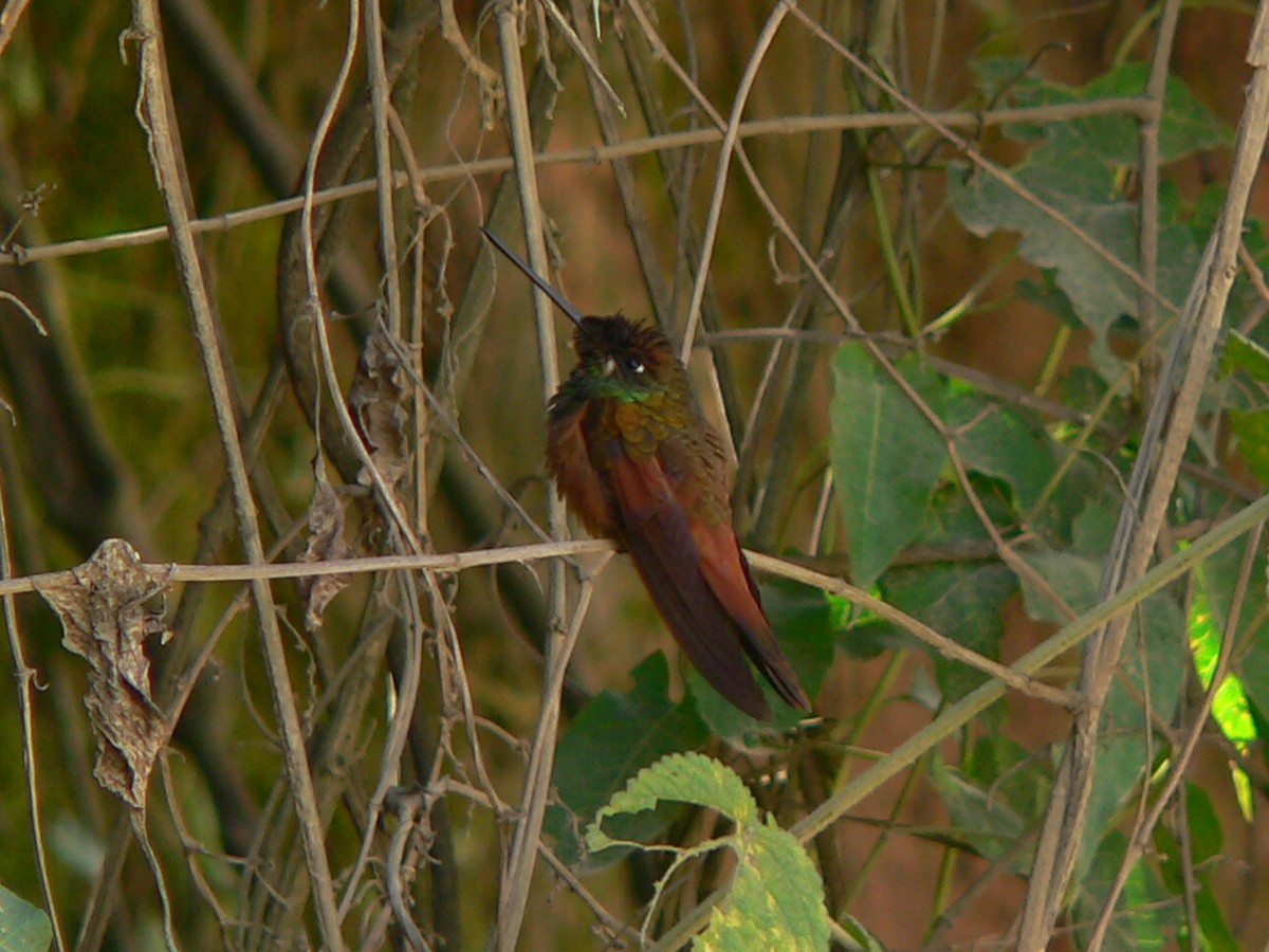 Rainbow Starfrontlet - Charley Hesse TROPICAL BIRDING