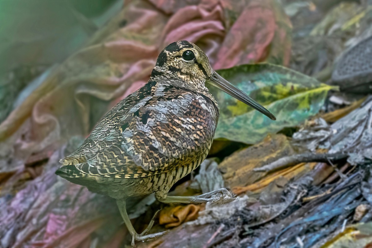 Eurasian Woodcock - ML613295284