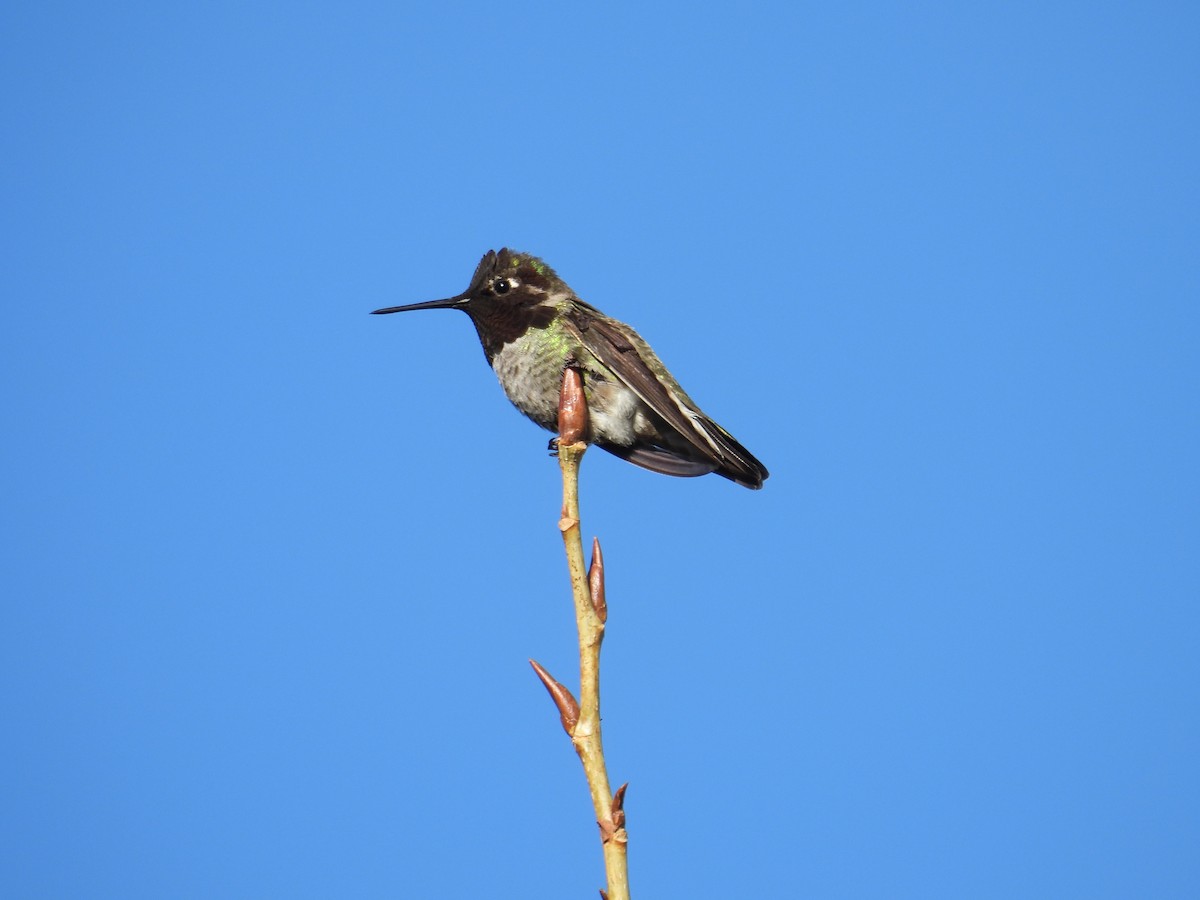 Colibrí de Anna - ML613295378