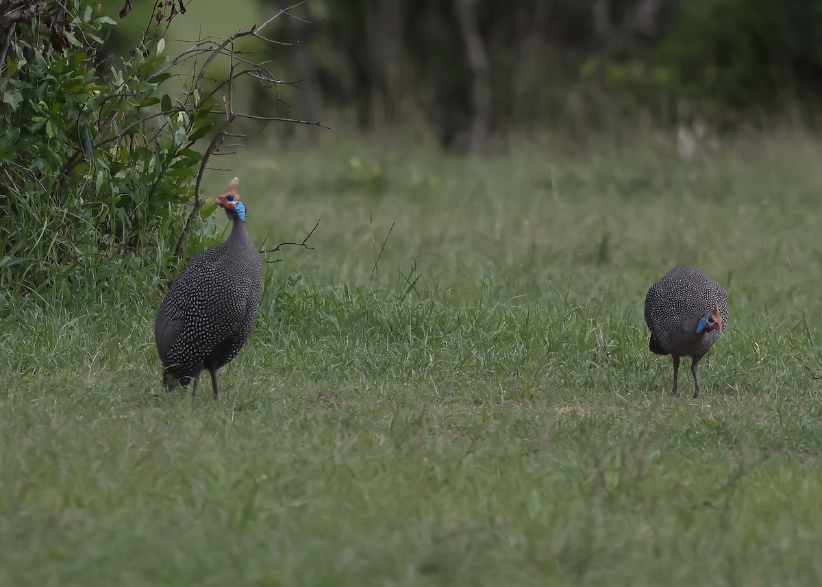 Helmeted Guineafowl - ML613295434