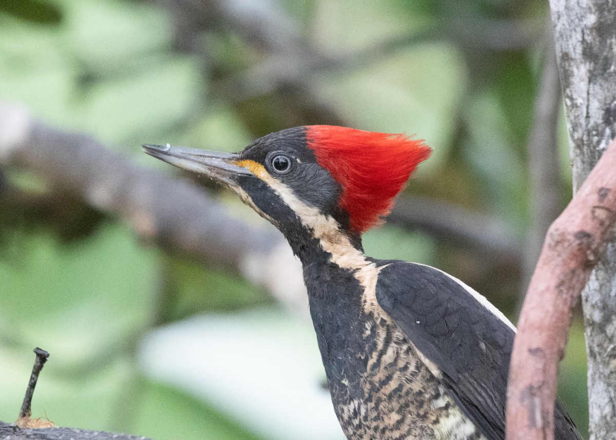 Lineated Woodpecker (Lineated) - Silvia Faustino Linhares